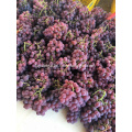 Fresh red delocious grape